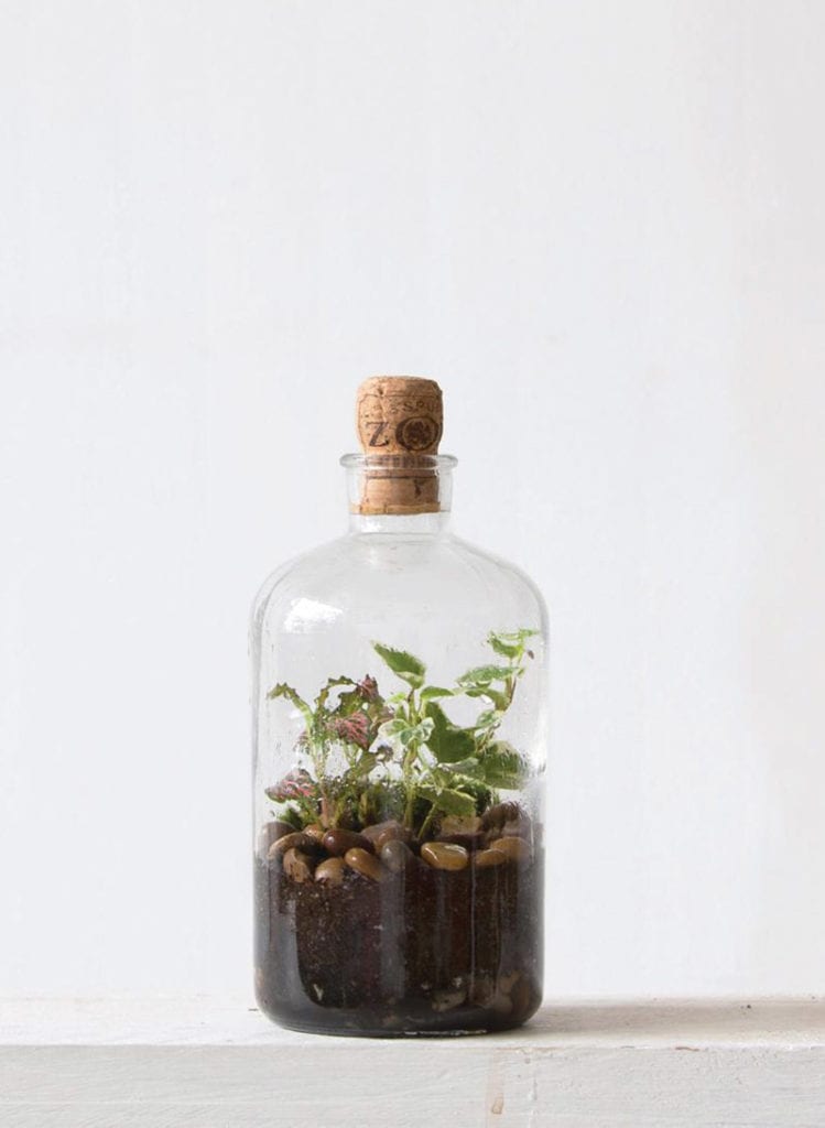 London Terrariums CarouselLondon