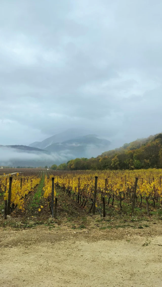 Last week a few of our FOH team squeezed in a whirlwind 24 hours in Abruzzo. They spent time tasting and learning all about this slice of Italian countryside — visiting the growers behind our house wines, the ones who turn this rugged landscape into bottles we’re proud to pour.

In one fast, delicious loop of vineyards, cellars, tasting rooms and dining tables, they learnt a lot, ate even more, and helped shape next year’s red and white blends. Not bad for a day’s work.

Our house wines come from Sassi, a collective of seven Abruzzese winemakers who broke away from the local cooperatives to champion their own fruit. Instead of losing their carefully grown grapes in big anonymous blends, they choose to make wines that feel true to place — artisanal, characterful, and rooted in the slopes and soils that make Abruzzo such a special corner of Italy.

A big thank you to our friends at Passione Vino for pulling the trip together. And keep an eye out for the wines landing next year.